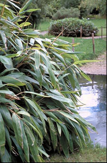 Sasa tesselataWuchshhe: 0,5-1mBltter: Bambus mit dem grten Blatt in Europa bis zu 45 cm langVerwendung: Halbschattig, Hain, UnterpflanzungWinterhrte: -20 C