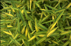 Pleioblastus viridistriatus auricomaWuchshhe: 30-60 cm Bltter: leuchtend gelbgrn gestreift, samtig Verwendung: Vorpflanzung, direkte Sonne vermeiden Winterhrte: -18 C