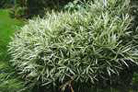 Pleioblastus variegatus Hhe: 0,4 mBodendeckerweissbuntes Laub, buschuger WuchsUnterpflanzung, Vorpflanzunggut Winterhart